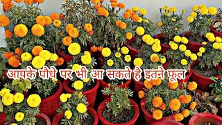 मेरीगोल्ड प्लांट की देखभाल कैसे करें कोन सी खाद डाले पूरी जानकारी/ Complete Care Of Marigold Plant//