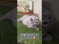 伊豆アニマルキングダム　 日帰り 動物園 ホワイトタイガー 東伊豆　 shorts