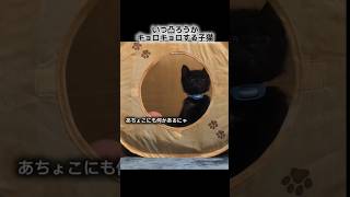 いつ凸ろうかキョロキョロする子猫.#子猫 #猫 #保護猫 #野良猫  #猫動画 #猫のいる暮らし  #cat #rescuedcat