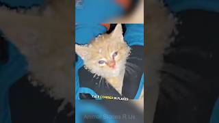 🎄❄️ A Christmas Miracle: Lost Kitten Rescued from Snow 🐱🌟#cat #catrescue #pet