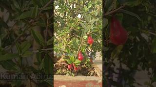 ఈ అద్భుతమైన చెట్టు చూసారా #youtubeshorts #ytshorts #telugu #gardening #pomogranateplant #plant