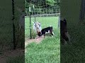 baby goat plays with riley