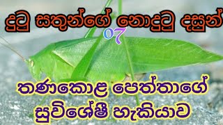 තනකොළ පෙත්තා /පළගැටියා/grasshopper/ dutu sathunge nodutu dasun/srilanka animals  #LivingWithNature