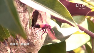 【預告｜避其「蜂」芒│11/23(一)晚間十點│公視我們的島】