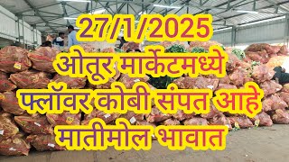 LIVE पहा 27/1/2025 फ्लॉवर कोबी लिलाव ओतूर मार्केट फ्लॉवर संपत आहेत मातीमोल भावात #बाजारभाव #फ्लॉवर