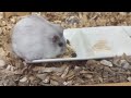 【ハムスター】ごはんが待ちきれないジャンガリアンハムスター【4k】djungarian hamster can t wait for his meal