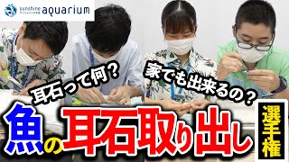 【解説】魚の耳石って知ってる？耳石取り出し選手権やってみた！【スケ・ボーン展】【サンシャイン水族館】