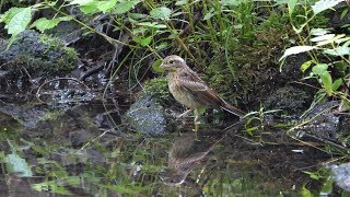 河口湖フィールドセンターのホオジロ（幼鳥）その８（4K60P動画）