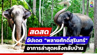 🔴 LIVE! อัปเดตความน่ารัก “พลายศักดิ์สุรินทร์” วันที่ 7  | สดสด | ข่าวช่อง8