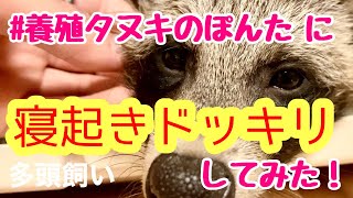 [おしゃれな 多頭飼い] 養殖 タヌキのぽんた に寝起きドッキリしたら...? play prank on culture raccoon