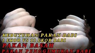 kebutuhan pakan babi 1 ekor babi vs 11 ekor babi pakan basah pakan penggemukan #perternakbabi