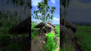 Must watch Chekadi village wayanad #shorts #chekadi #dreamtoexploretheworld #wayanad #village