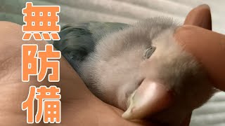 【べた慣れ】コザクラインコ ～無防備～