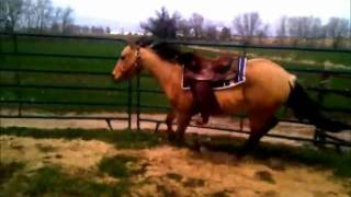 Chexer Out -- 2009 AQHA Filly First Time Saddled