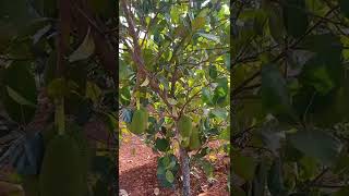 ವಿಶೇಷ ಹಲಸು ಸುಪರ್ ಅರ್ಲಿಯ ಪರಿಚಯ Rare variety jackfruit super early information