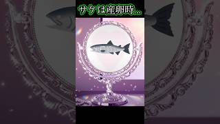 【雑学】サケ　#shorts　#生物語　#魚類