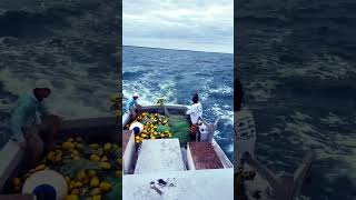 Purse seine fishing Miami