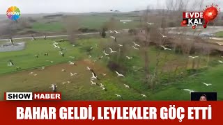 Bahar geldi, leylekler göç etti