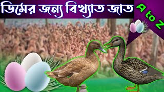 কোন জাতের হাঁস সব চেয়ে বেশি ডিম দেয় ? এদের বৈশিষ্ট্য,বাৎসরিক ডিম উৎপাদন,রোগ প্রতিরোধ A to Z