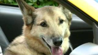 Story of Kenny, a dog with Degenerative Myelopathy