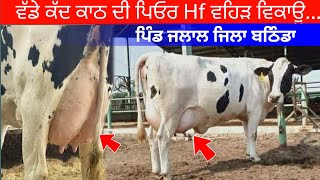 One Cow for Sale.ਵੱਡੇ ਕੱਦ ਕਾਠ ਦੀ Hf ਵਹਿੜ ਵਿਕਾਊ। +919501462449