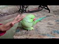 parrot talking kaun aaya hai कौन आया है बोलने वाला तोता caun aaya bolne wala tota कौन आया