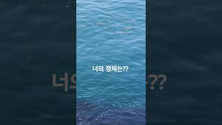 내 앞에 6자넘는 고기들이 바글바글 ~이게 대체 몇마리여?#shorts