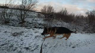 German shepherd on walk. Eros på tur. 29.11.2024. welcome to a walk in winterland  part 1.