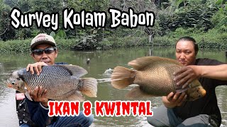 Survey Kolam Borongan Mancing | Full Babon Gurame Dan Bawal