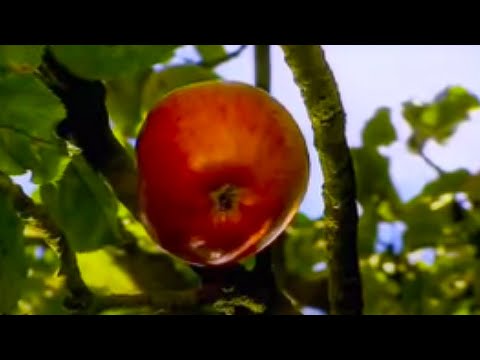 Does an apple have gravity?