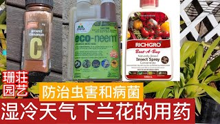 147防治虫害和病菌 湿冷天气下兰花的用药