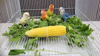 Lovebird Diet Decoded: Corn's Role in Your Bird's Health