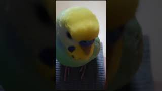 #インコ　#Shorts　【自分をかわいいか？と聞くインコ】おしゃべりインコのくーちゃん