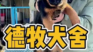 狗市 狗狗 德国牧羊犬 这才是男人该养的狗