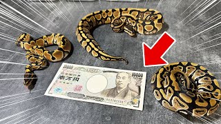 The Cheapest Snakes Under 10,000 Yen | Ball Python Care