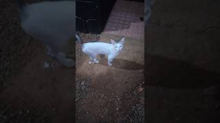 എടാ എന്താടാ ഇവിടെ നിൽക്കുന്നേ🤗 #cat #funny #kitten #comedy #cute #millionviews #viral