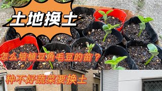 13院子里换土，种毛豆，豆角。