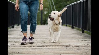 Reactive dog to Calm Dog