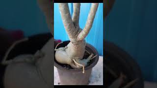 #adeniumcare #adenium #houseplantsoilmix #plants