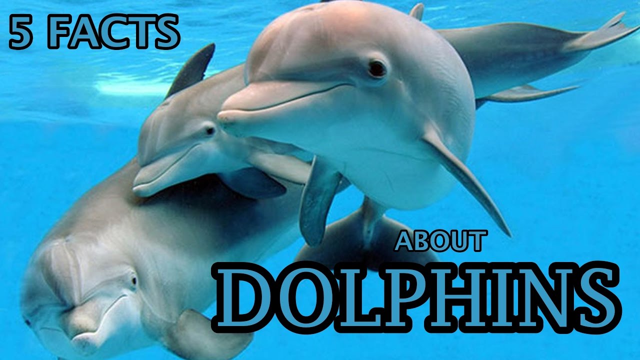 5 Facts About Dolphins - Dolphin Facts For Kids - YouTube