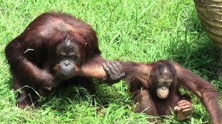 Ceria, listen to me! by Julie  チェリア、いうこと聞きなさい！ジュリーさん　Orangutan   Tama Zoological Park