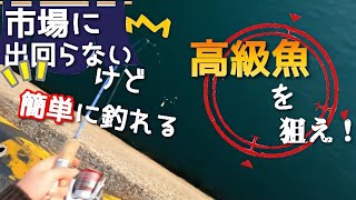 冬の港で簡単に釣れる高級魚を狙う！