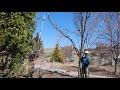 Pruning with the Pros - Removing a Wayward Branch