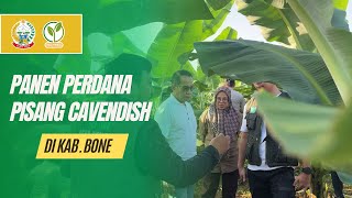 Panen Perdana Pisang Cavendish Di Kabupaten Bone