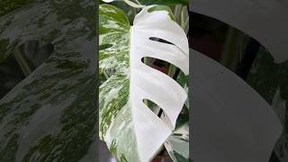 Conseils d’entretien de la Monstera Variegata vs la Monstera Deliciosa classique 🌿