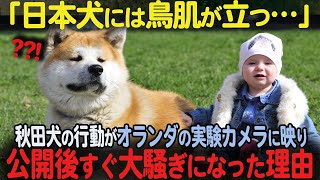 【海外の反応】「鳥肌が立つ…！」オランダの実験カメラが捉えた秋田犬の驚くべき行動を公開して、世界で大騒ぎになった理由 #090