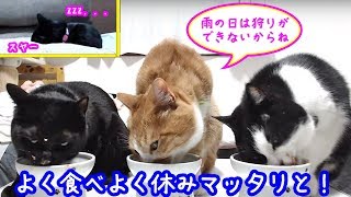 ＜2匹の猫通信＞ハッチとマックの「ほっこりライブ」雨の日☂よく食べよく休みマッタリと！2019 06 15　- Cat Live Stream in Japan - Cat Life TV