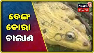 ଆସାମରେ ବେଙ୍ଗ ଚୋରା ଚାଲାଣ