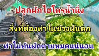 ปลูกผักสลัดต้นฤดูฝน Hydroponics / #บ้านสวนกิตติธรา