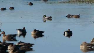 Falcated Duck